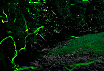 Tokkawa Land of Fireflies (Tokkawa Hoteru no Sato)