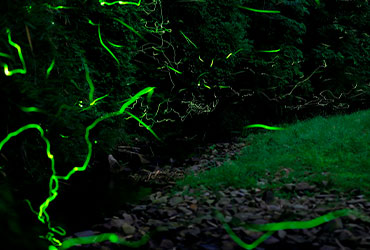 鳥川ホタルの里